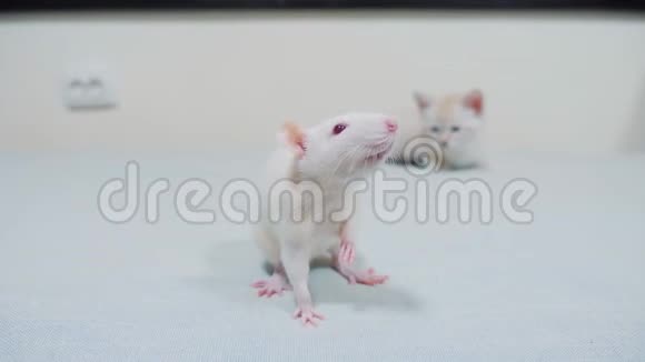 小白猫在玩捉老鼠有趣的罕见视频小猫和老鼠在床上奔跑的生活方式猫猫视频的预览图
