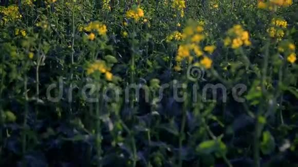 在夕阳下的背景下在油菜花田上点缀鲜花视频的预览图