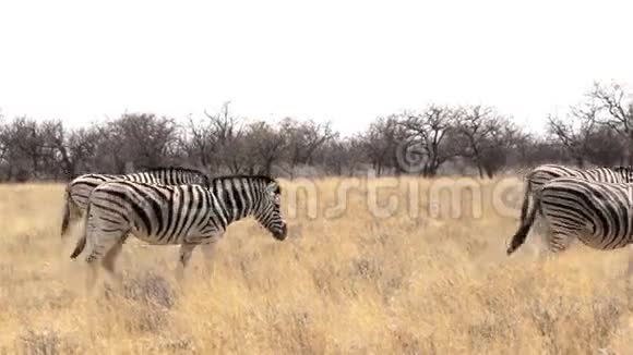 非洲灌木丛中的斑马视频的预览图