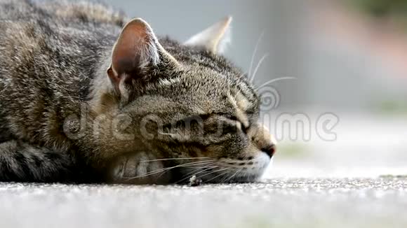 条纹猫躺在花园里视频的预览图
