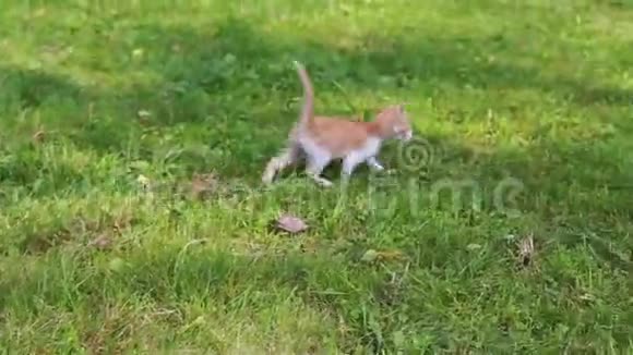 可爱的小猫在花园里玩视频的预览图