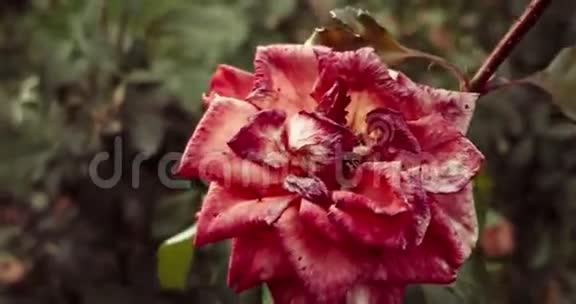 玫瑰园中的美丽玫瑰视频的预览图