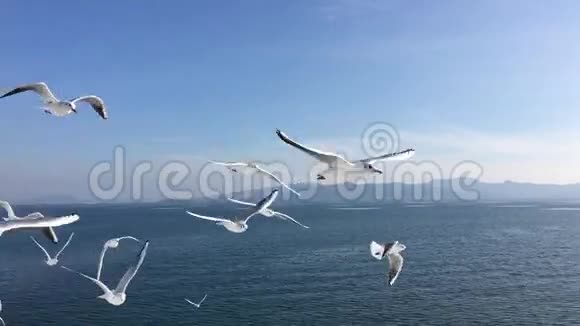 海鸥飞行慢动作视频的预览图