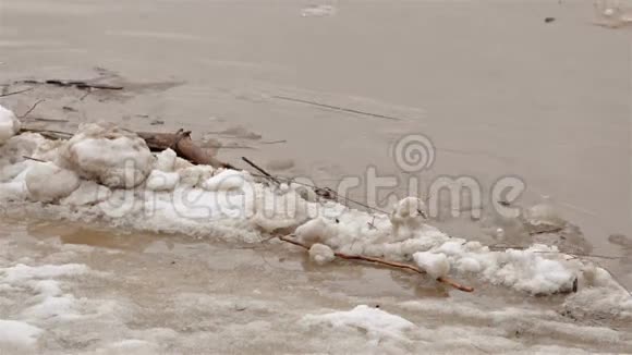 春天的河流有肮脏的棕色水和冰浮冰视频的预览图