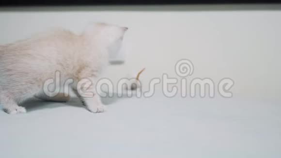 小白猫在玩捉老鼠有趣的罕见视频小猫和一只老鼠在床上奔跑猫和老鼠视频的预览图