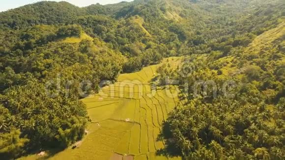 稻田的鸟瞰图菲律宾博霍尔视频的预览图