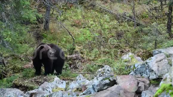 秋天森林里的棕熊视频的预览图