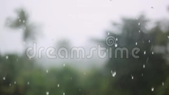 热带雨滴落在泰国苏梅岛的棕榈叶上1920x1080视频的预览图