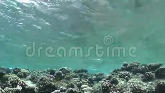 珊瑚礁上空的海浪视频的预览图