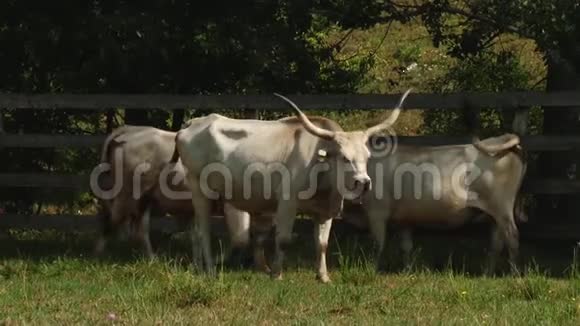 有角的奶牛在田里放牧匈牙利灰牛a视频的预览图