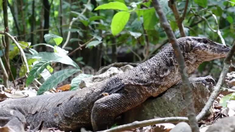 在巴拉望岛的丛林里监视蜥蜴视频的预览图