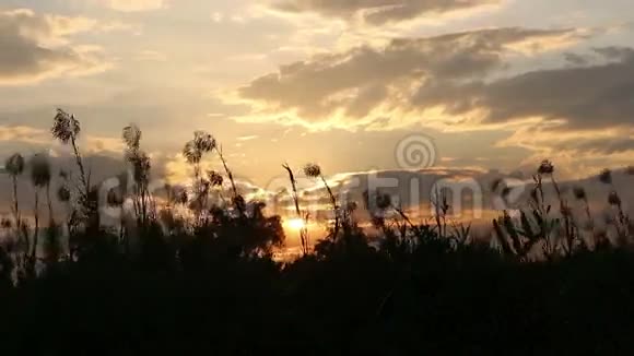 夕阳草花剪影视频的预览图