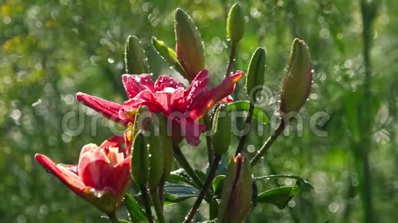 雨后粉红百合花视频的预览图