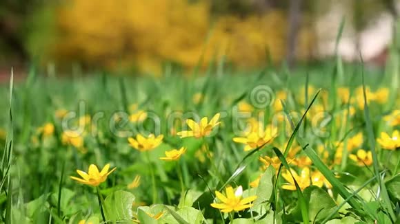 绿草中黄色的春天小花视频的预览图