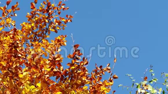 秋天的叶子有蓝天的背景视频的预览图