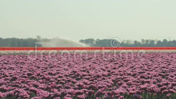 荷兰郁金香花田的雪碧装置视频的预览图