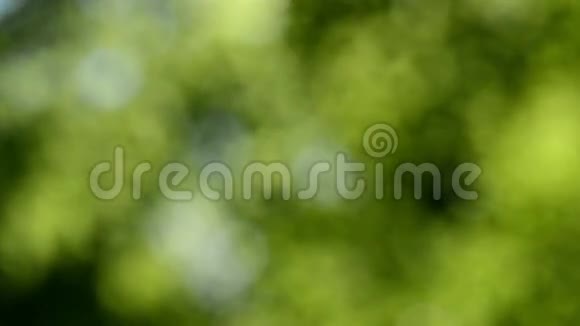 分散的自然背景模糊的叶林视频的预览图