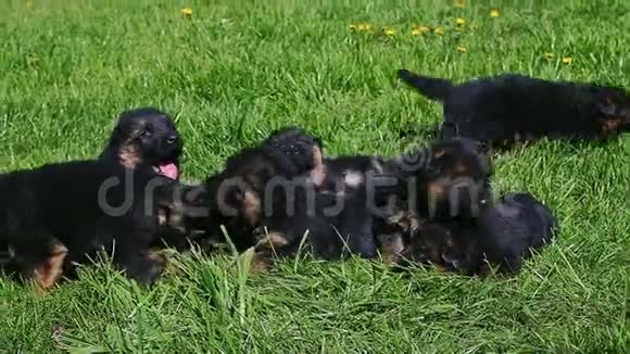 黑色德国牧羊犬在绿草上嬉戏视频的预览图