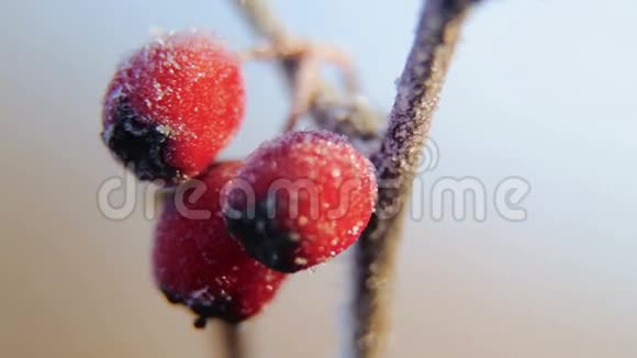 冬天雪中冻枝背景中英美草茎视频的预览图