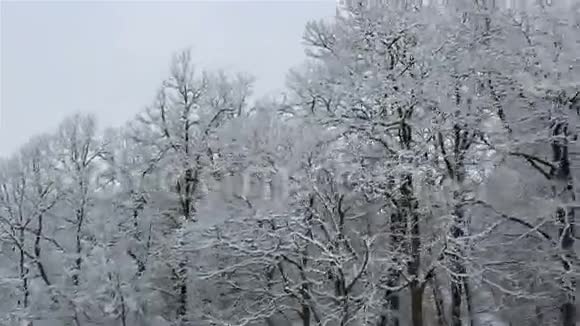 美丽的雪覆盖着群山中的树木视频的预览图
