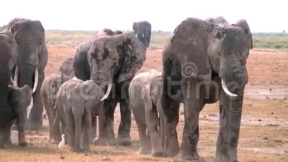 在大草原上行走的一大群非洲象视频的预览图