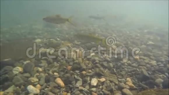 瀑布的马瑟芭芭鱼视频的预览图