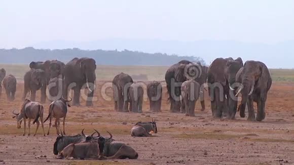 大批非洲大象在大草原上行走安博塞利肯尼亚视频的预览图