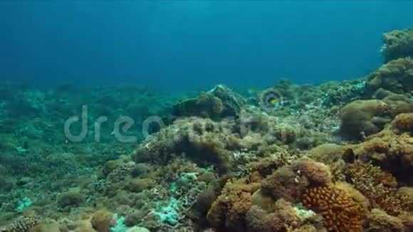 珊瑚礁上的天使视频的预览图
