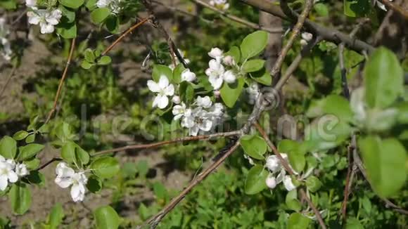 树在花园里盛开蜜蜂飞翔晴空大自然春天夏天美丽的花朵动物蜜蜂授粉树视频的预览图