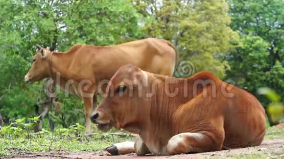 年轻的棕色母牛和母亲咀嚼视频的预览图