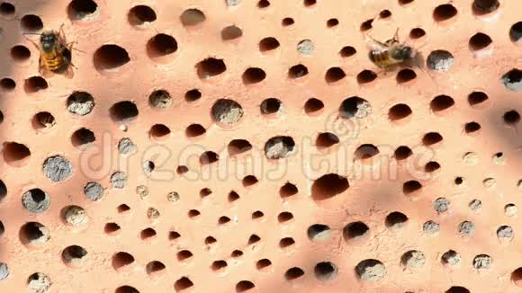雄性野生蜜蜂在昆虫庇护所前飞行视频的预览图