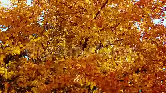 秋天树上的黄叶视频的预览图