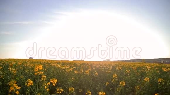 在夕阳下的背景下在油菜花田上点缀鲜花视频的预览图