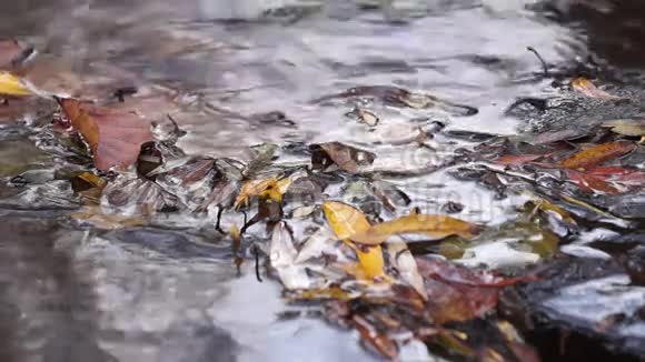 漂浮的水河流小溪视频的预览图