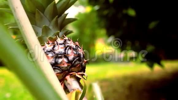 关闭菠萝热带水果泰国视频的预览图