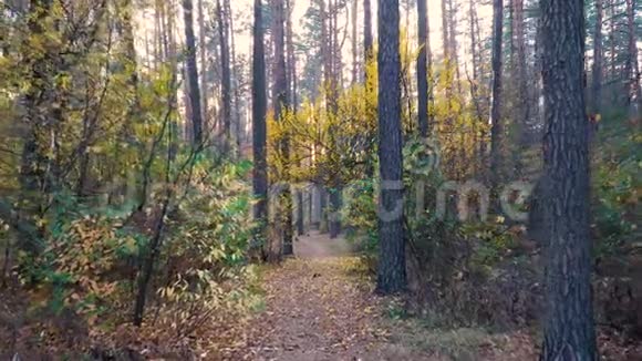 秋天森林背景运动凸轮视频的预览图