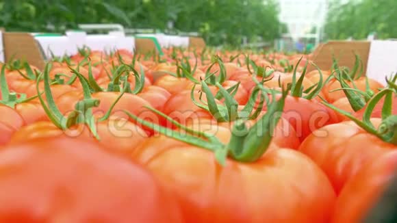 在工业规模上种植番茄视频的预览图