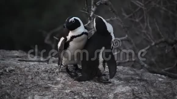 巨石上的非洲企鹅视频的预览图