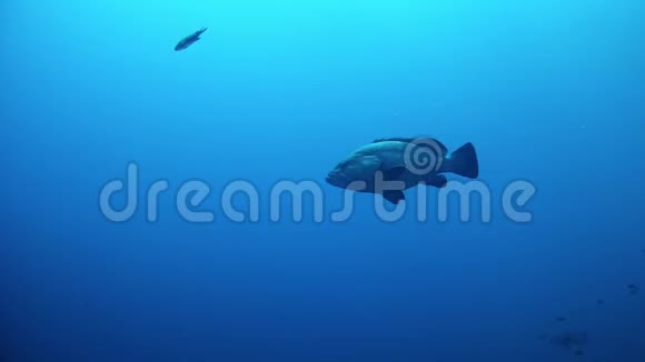 鱼独自在深蓝色的海水中游泳视频的预览图