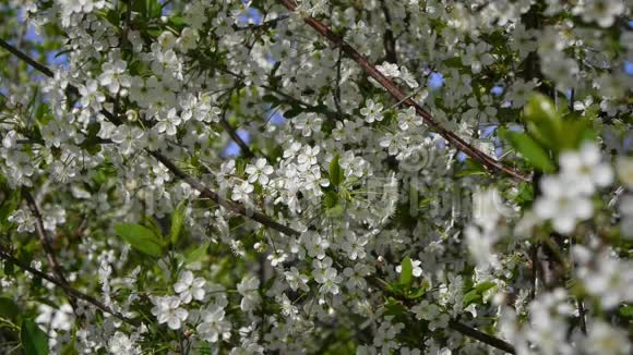 树在花园里盛开蜜蜂飞翔晴空大自然春天夏天美丽的花朵动物蜜蜂授粉树视频的预览图