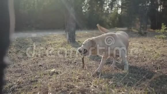 春天森林里和一只狗散步视频的预览图