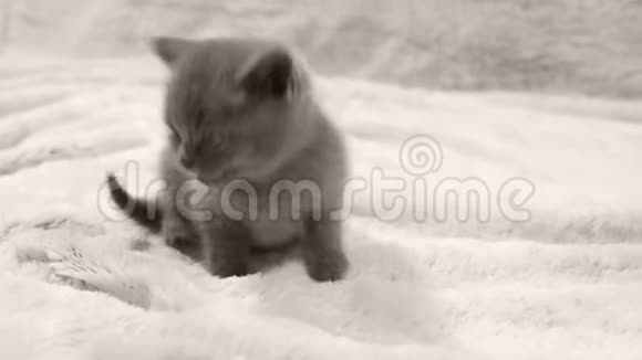 小猫在白色的投掷上喵喵叫视频的预览图