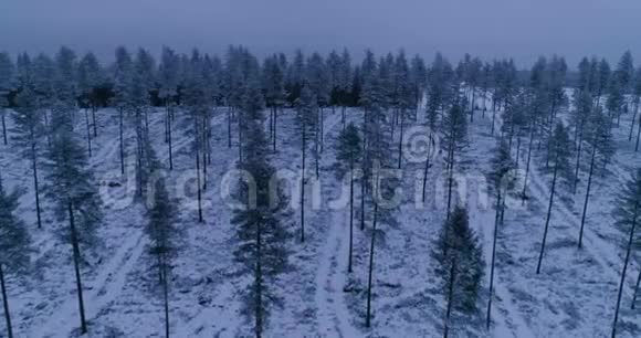 瑞典森林中树木的美丽空中照片视频的预览图