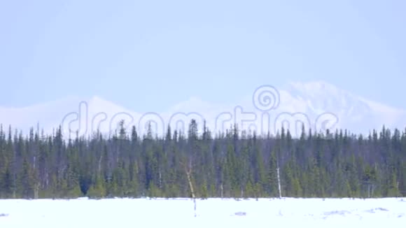 雪山背景下的冬林视频的预览图