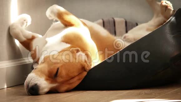 睡累了的小猎犬躺在地上视频的预览图