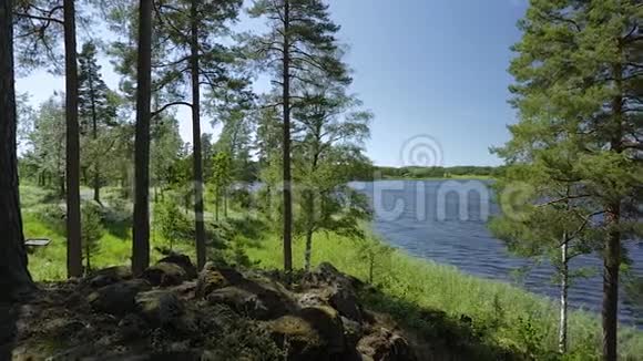 透过高大的树木欣赏美丽的湖景绚丽的自然景观背景瑞典视频的预览图