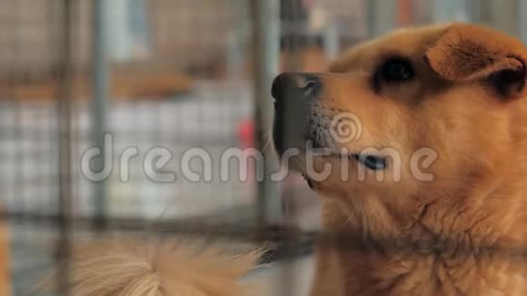 悲伤的狗在篱笆后面的避难所等待获救并被收养到新家的肖像动物收容所概念视频的预览图