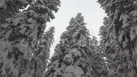 雪雨中的云杉森林斯洛伐克森林视频的预览图