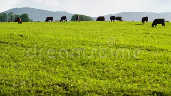 牛在新西兰的一个山谷里放牧视频的预览图