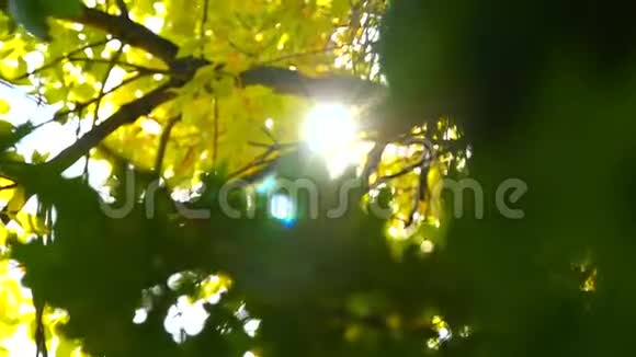 黄秋叶在阳光的照耀下随风摇曳视频的预览图
